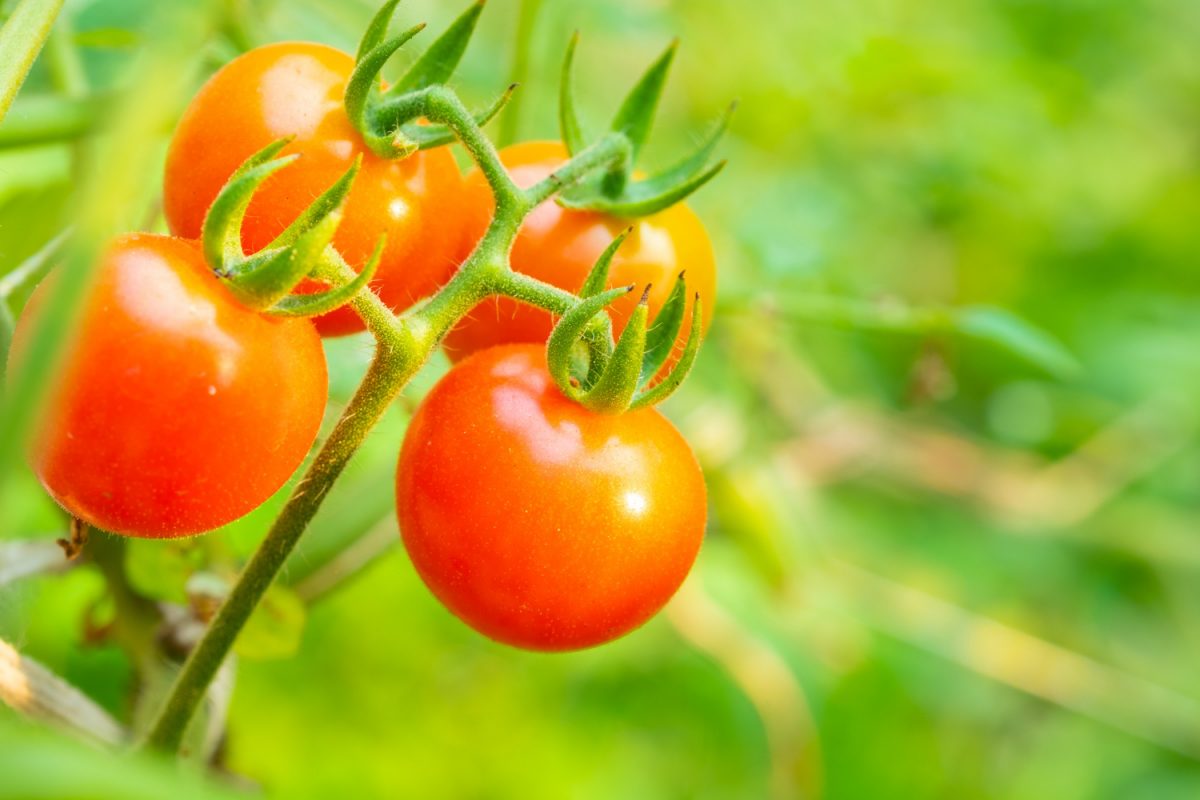 Czy można hodować pomidory na balkonie?