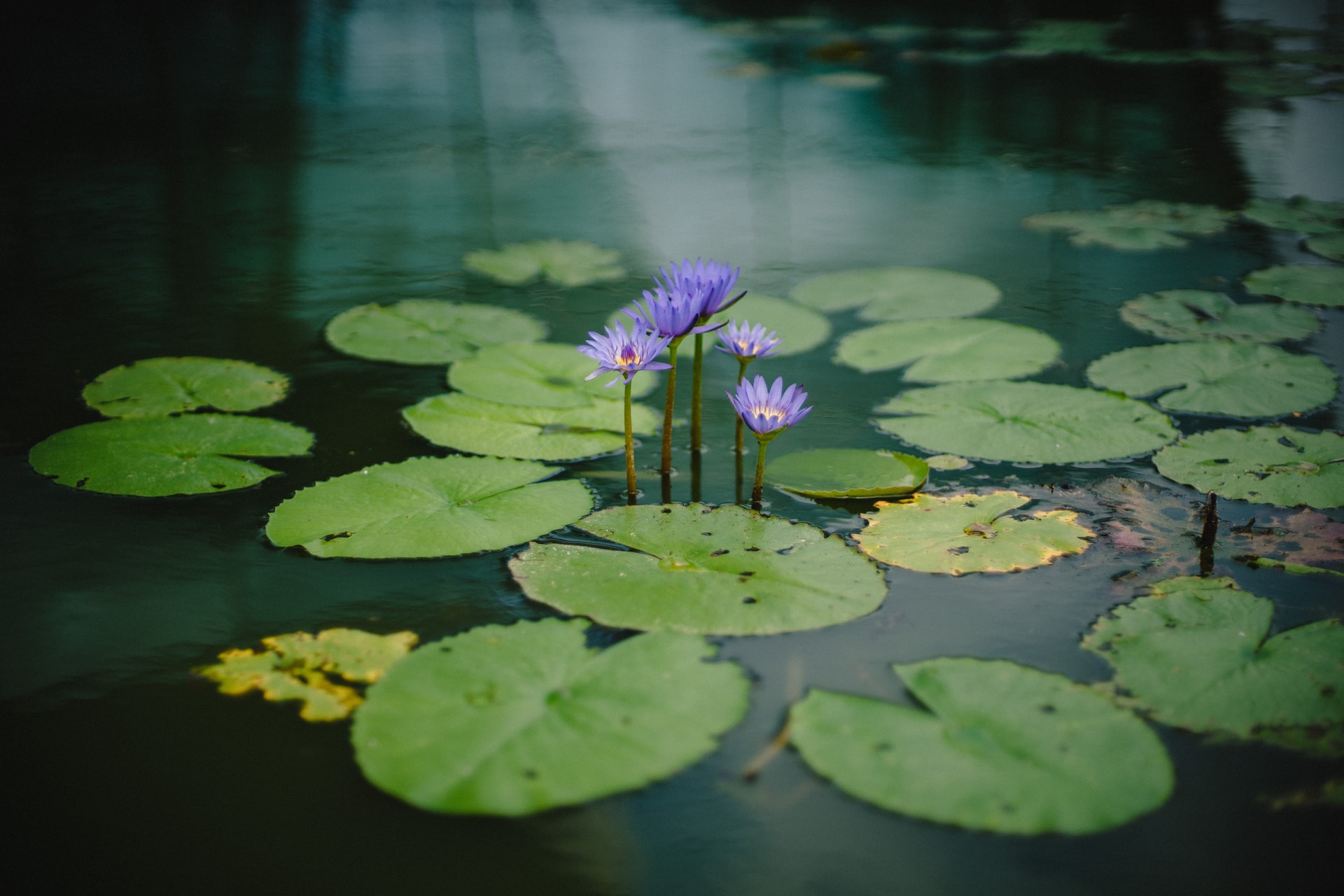 Rośliny pływające do oczka wodnego – piękne i proste w pielęgnacji