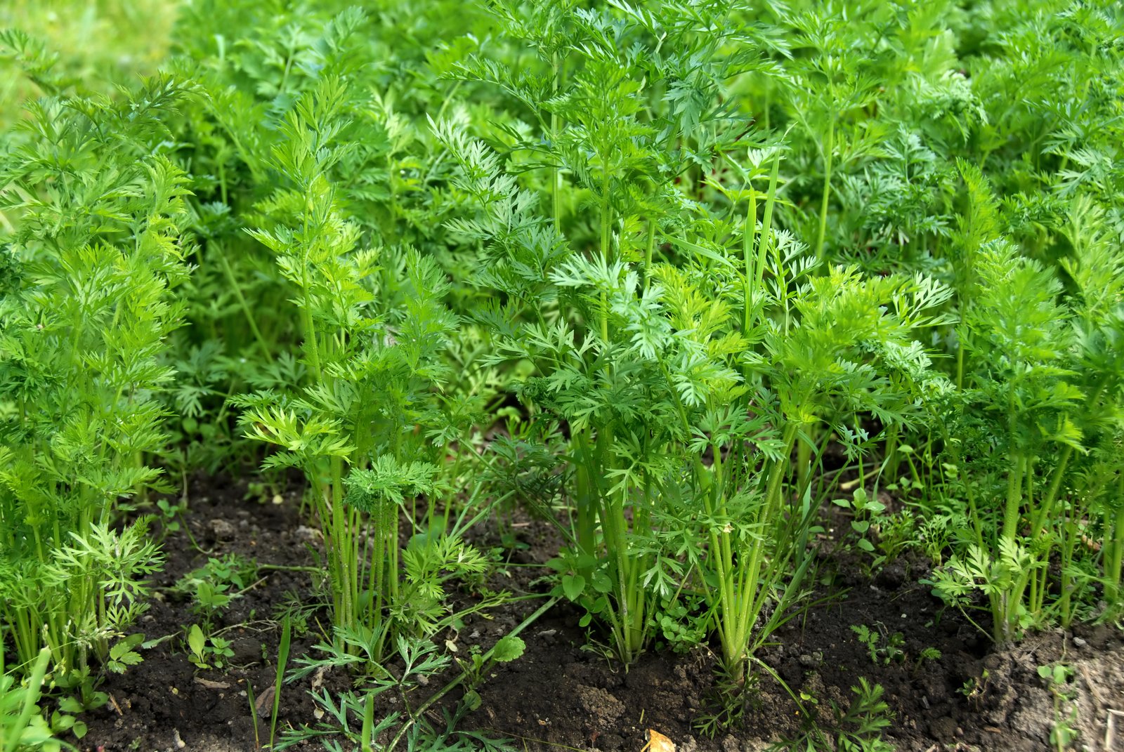 Nasiona marchwi w ogrodzie warzywnym – kilka porad dla początkujących ogrodników