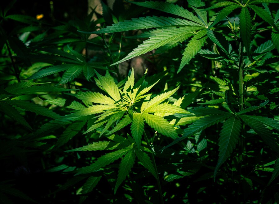 Marihuana medyczna – leczenie bliższe naturze